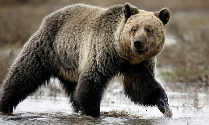 Grizzly bear kills cyclist riding forest trail in Montana 